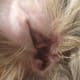 If your dog likes to swim the ears will look clean but water may be trapped deep in the canal.
