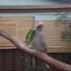 Oriel, our female