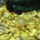 Ghost shrimp get along with Cajun Dwarfs, even benefiting from the nutrients of their molted shells.
