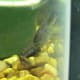 cajun-dwarf-crayfish-care