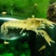 cajun-dwarf-crayfish-care