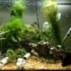 15 gallon. Two internal air filters (one DIY), heater, cut PVC, silk plants, some small driftwood, and small gravel. Holds Cajun Dwarf Crayfish, trumpet snails, and a Nerite snail. Have had ghost shrimp and guppies in the tank as well.