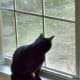 "Oh, yes . . . I would love to have a romp out there! Can you see all of those lizards???!"