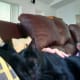 A lap is a terrible thing to waste is Libby's NEW mantra.