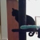 Little Princess on Her Tower . . . Look at That Tail!!