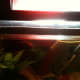 the-many-aquarium-uses-of-plastic-canvas