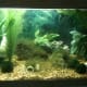 the-many-aquarium-uses-of-plastic-canvas