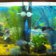 the-many-aquarium-uses-of-plastic-canvas