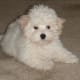 Coton de Tulear puppy