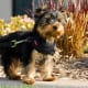 Yorkshire Terrier puppy