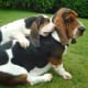 Basset Hound