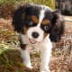 Cavalier King Charles Spaniel Puppy