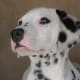 Dalmatian puppy