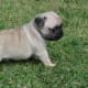 Pug puppy