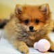 Pomeranian puppy