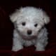 Maltese puppy