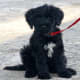 Portuguese Water Dog puppy