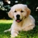 Golden Retriever puppy