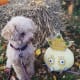 Izze the Toy Poodle