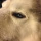 Sam's left eye and has the corneal defect with out the lacrimal gland covering the eye.