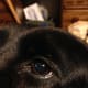 Close up of one of Yazoo's eyes .
