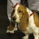 Don't let his ears fool you, he's wearing a leash.