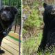 seven-dogs-that-look-like-bear
