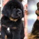 seven-dogs-that-look-like-bear