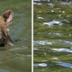 seven-dogs-that-look-like-bear