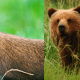 seven-dogs-that-look-like-bear