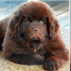 seven-dogs-that-look-like-bear