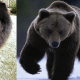 seven-dogs-that-look-like-bear