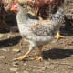 Cream Legbar Rooster