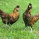 Two adult Golden Brabanter hens recently inquired about!