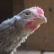 Silver Gray Dorking Pullet
