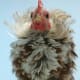 Frizzle Serama