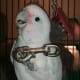 GT - an evil Goffin's Cockatoo