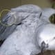 African Grey