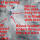 A diagram of a blood feather shaft.