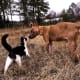 Ziggy the cat and Frankie the puppy