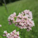 Valerian is also another beautiful plant, sure to be a great addition to any herb or flower garden.