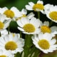 Chamomile can be grown and is fairly hardy under the right conditions.