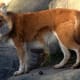 top-10-most-dangerous-wild-dogs-yet-not-domesticated