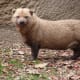 top-10-most-dangerous-wild-dogs-yet-not-domesticated