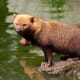 top-10-most-dangerous-wild-dogs-yet-not-domesticated