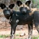 top-10-most-dangerous-wild-dogs-yet-not-domesticated