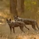 top-10-most-dangerous-wild-dogs-yet-not-domesticated