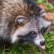 Despite closely resembling North American raccoons, raccoon dogs are thought to have evolved independently.