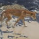 Despite looking a lot like domestic dogs, Australian dingos tend to behave more like wolves.