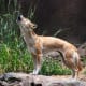 top-10-most-dangerous-wild-dogs-yet-not-domesticated